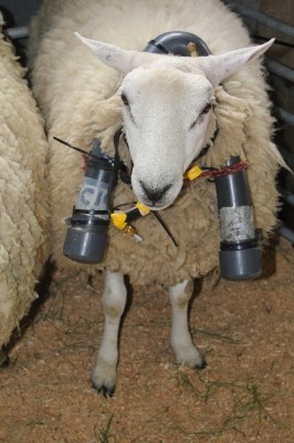 Sheep wearing SF<sub>6</sub> halter