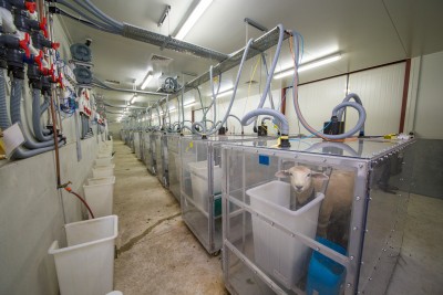 Sheep having their methane measured in respiration chambers